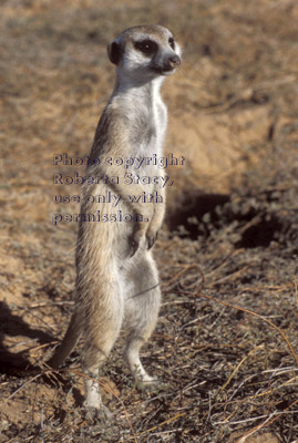 meerkat adult
