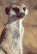 slender-tailed meerkat