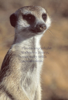 meerkat adult close-up