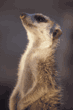slender-tailed meerkat