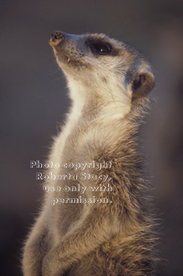 meerkat looking up