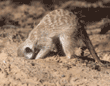 foraging meerkat
