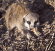 baby meerkat eating