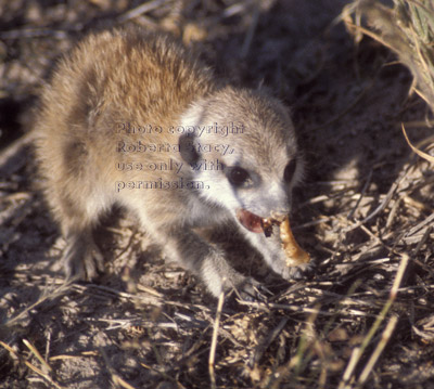 meerkat baby eating