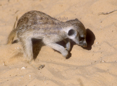 adult meerkat digging