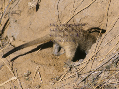 meerkat pup digging