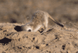 baby meerkat digging