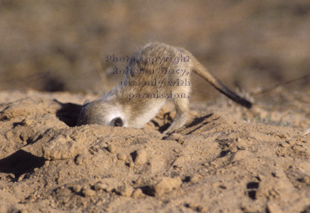 meerkat kit digging