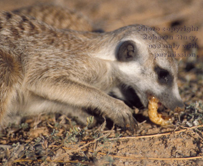 meerkat adult eating