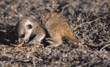 meerkat baby eating