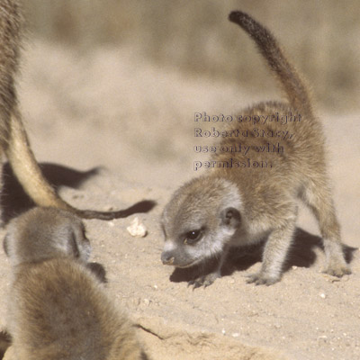 meerkat baby with tail up