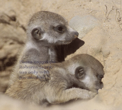 two baby meerkats