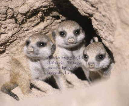 baby meerkats at burrow opening