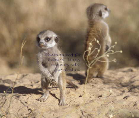 baby meerkats (kits, pups)