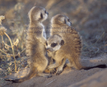 three meerkat babies (kits, pups)