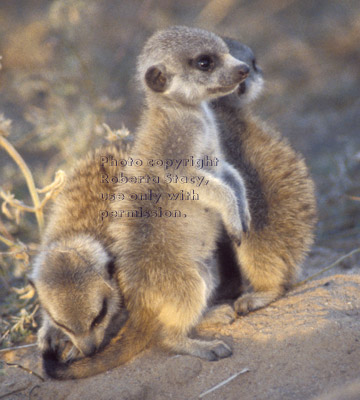 meerkat babies (kits, pups)
