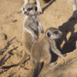 baby meerkats