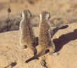 meerkat kits
