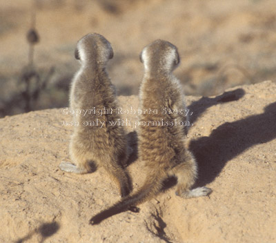 baby meerkats (kits, pups), back view