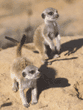 meerkat pups