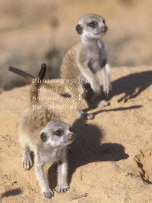 2 baby meerkats (kits, pups)