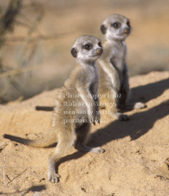 2 baby meerkats (kits, pups)