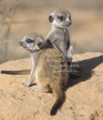 two meerkat babies (kits, pups)