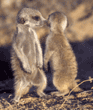 meerkat babies