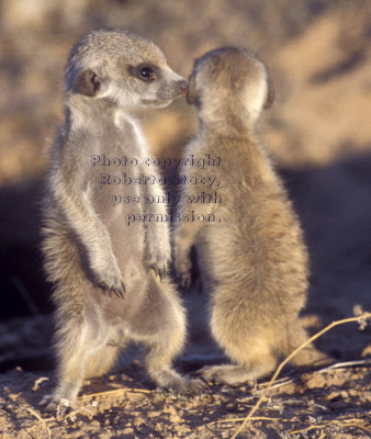 2 meerkat babies standing