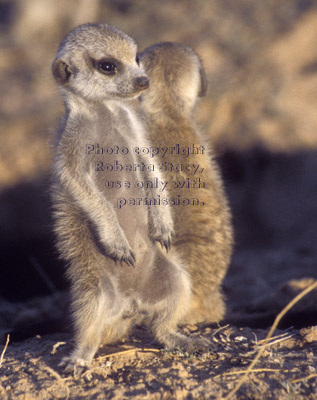 two meerkat babies standing