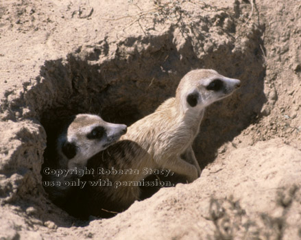 meerkats looking out from burrow