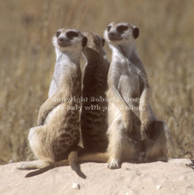 three sitting meerkats
