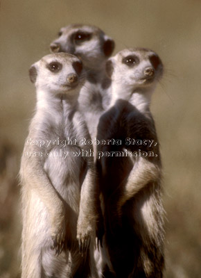 3 meerkats standing guard