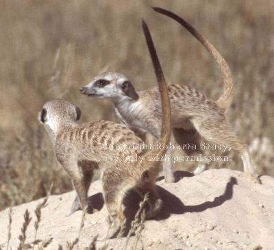 2 meerkat adults with tails up