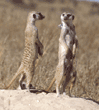 slender-tailed meerkats