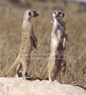 three meerkat adults standing guard