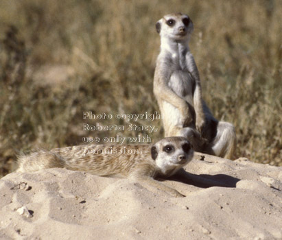 two adult meerkats