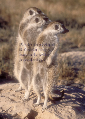 3 meerkats looking over their shoulders