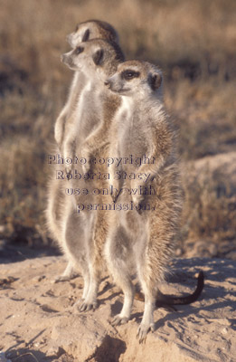 three meerkats on sentry duty