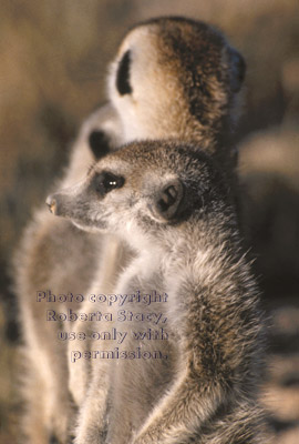 meerkat adults