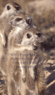 2 slender-tailed meerkats