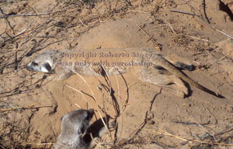adult meerkat lying down