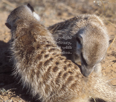two adult meerkats grooming each another