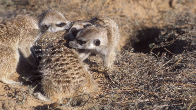 3 meerkats grooming near burrow