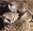 slender-tailed meerkats