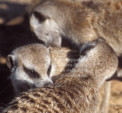 3 meerkats grooming each other