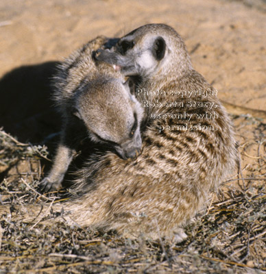 meerkats grooming each another