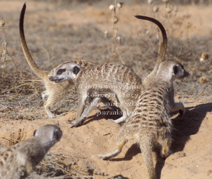 adult meerkats with raised tails