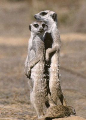 two standing adult meerkats