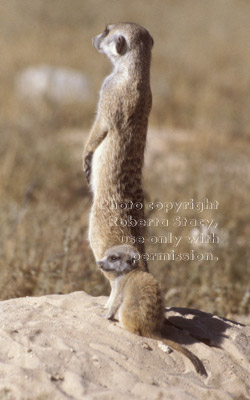 meerkat adult and baby